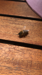 Apis mellifera