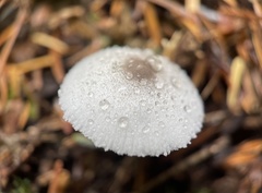 Leucocoprinus brebissonii