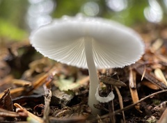 Leucocoprinus brebissonii
