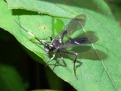 Cratichneumon unifasciatorius