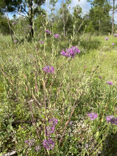 Image of Warea sessilifolia by (c) Matt Berger, some rights reserved (CC BY)