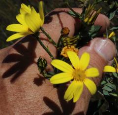 Osteospermum polygaloides polygaloides
