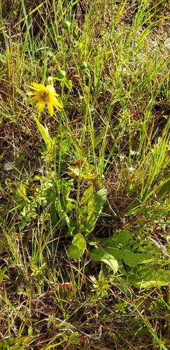Image of Silphium pinnatifidum by (c) Stephan Eselgroth, some rights reserved (CC BY-SA)