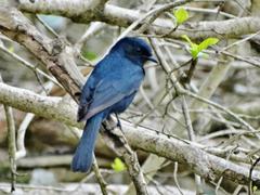 Melaenornis pammelaina ater