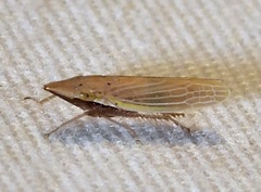 Draeculacephala septemguttata