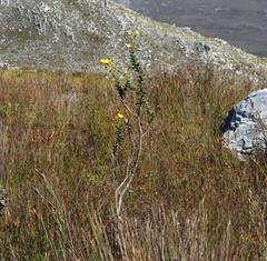Osteospermum polygaloides polygaloides
