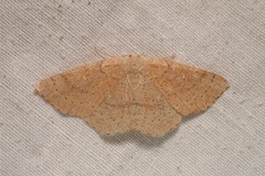 Cyclophora ruficiliaria