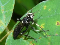 Cratichneumon unifasciatorius