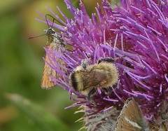 Bombus mesomelas
