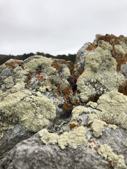 Protoparmeliopsis pinguis