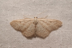Idaea elongaria