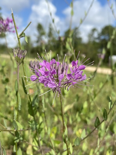 Image of Warea sessilifolia by (c) Matt Berger, some rights reserved (CC BY)