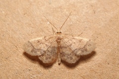 Idaea subsaturata