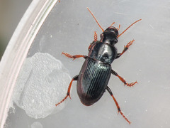 Harpalus rubripes rubripes