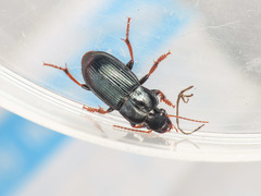 Harpalus rubripes rubripes
