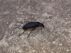 Carabus galicianus