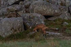 Vulpes vulpes vulpes