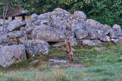 Vulpes vulpes vulpes