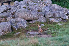 Vulpes vulpes vulpes