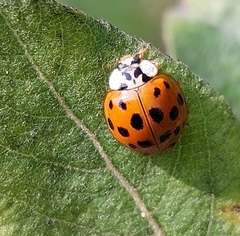 Harmonia axyridis