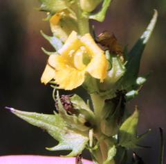 Alectra sessiliflora sessiliflora