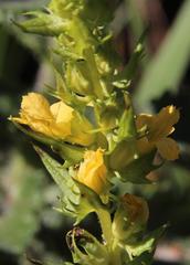 Alectra sessiliflora sessiliflora