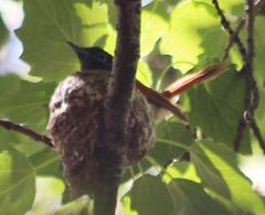 Terpsiphone viridis granti