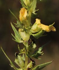 Alectra sessiliflora sessiliflora