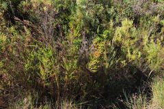Alectra sessiliflora sessiliflora