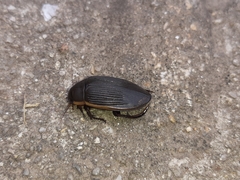 Dytiscus semisulcatus