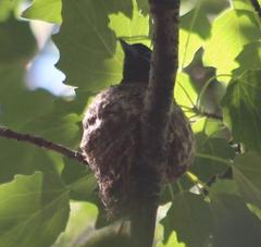 Terpsiphone viridis granti