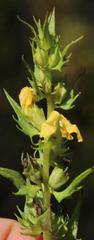 Alectra sessiliflora sessiliflora
