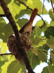 Terpsiphone viridis granti