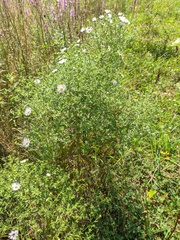 Symphyotrichum × versicolor