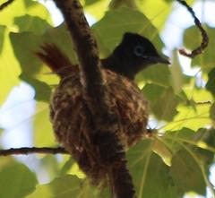 Terpsiphone viridis granti