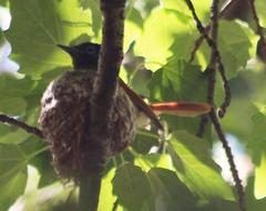 Terpsiphone viridis granti