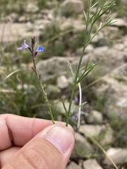 Verbena perennis