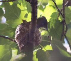 Terpsiphone viridis granti