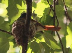 Terpsiphone viridis granti