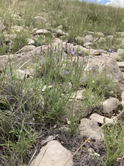 Verbena perennis