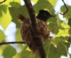 Terpsiphone viridis granti