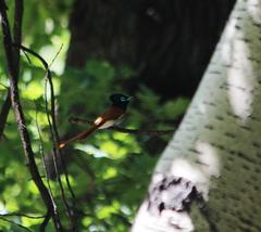 Terpsiphone viridis granti