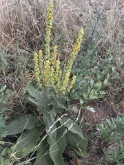 Verbascum × incanum