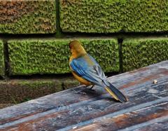 Cossypha natalensis natalensis