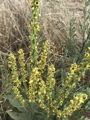 Verbascum × incanum