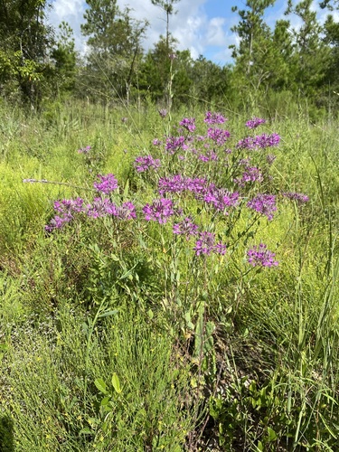 Image of Warea sessilifolia by (c) Matt Berger, some rights reserved (CC BY)