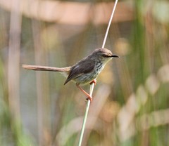 Prinia hypoxantha