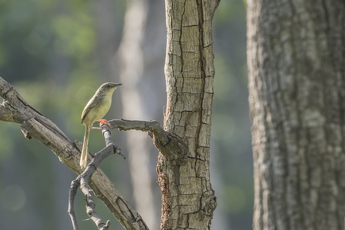 Brown Prinia (Prinia polychroa), photo 6