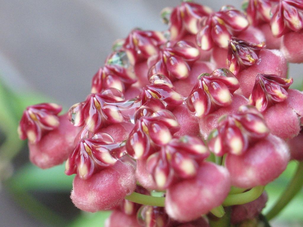 Wax plant