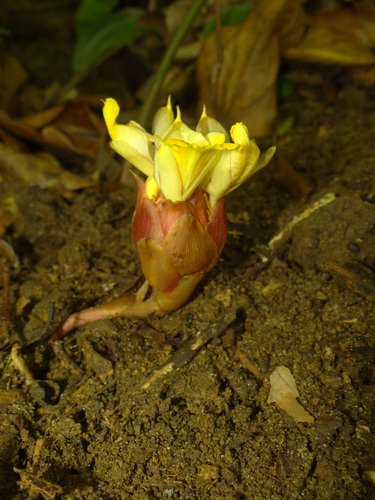 Amomum muricatum